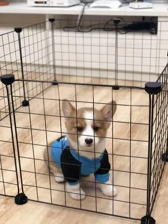 Multica Kandang Kucing Kandang Anjing Kandang Besi Lipat Tebal