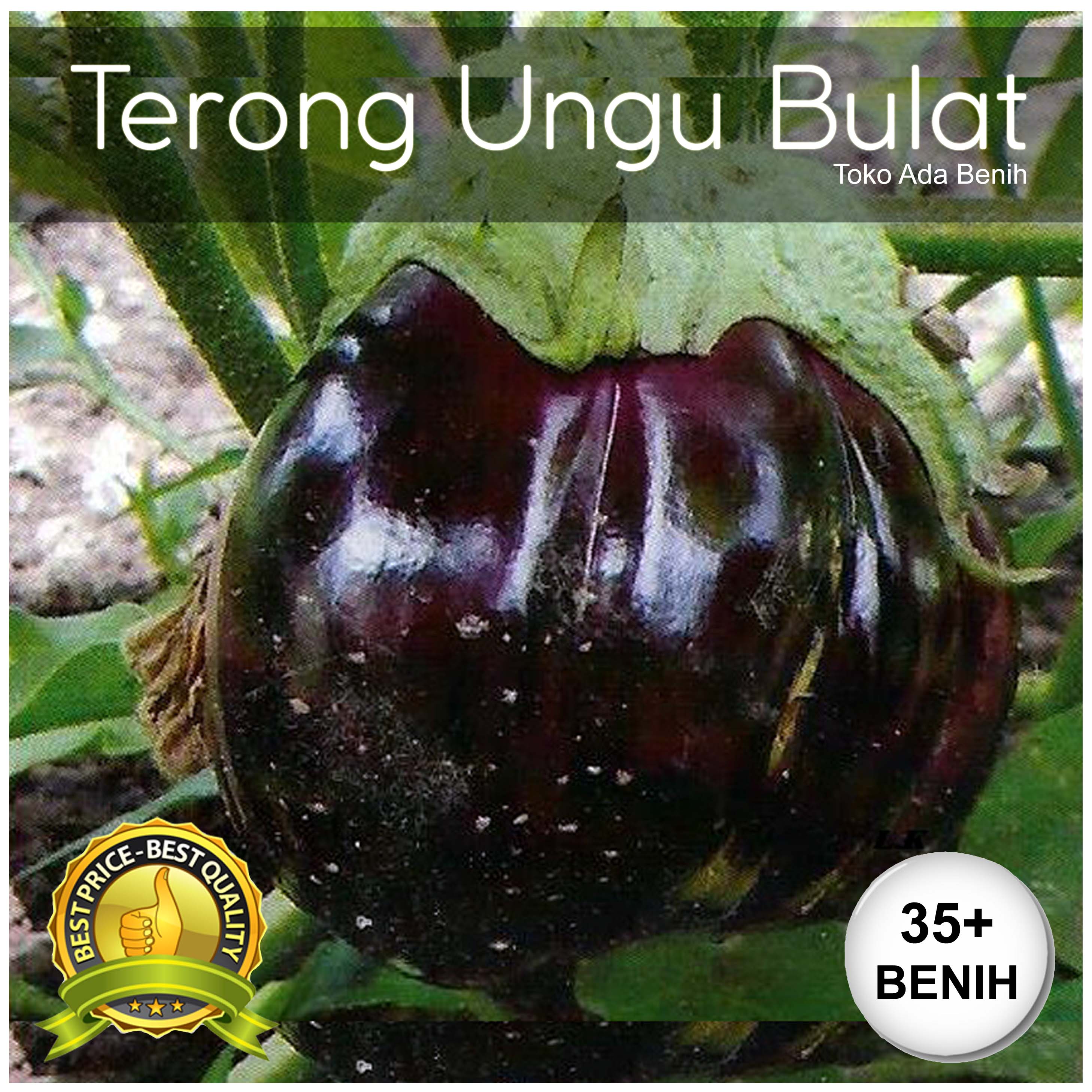 Benih / Biji Terong Ungu Bulat - Terung Ungu Bulat - 35+ Biji | Lazada ...