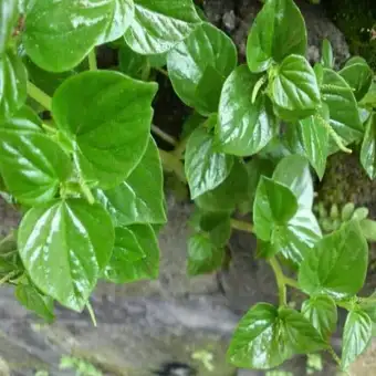 400 Gambar Daun Herbal 400 Gambar Daun Herbal