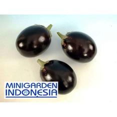 10 Benih terong Hibrida Starlight F1 bibit tanaman sayuran terung bulat hitam