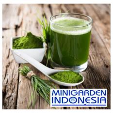 100 Benih Bibit Tanaman Herbal Wheatgrass Wheat Grass Rumput Gandum