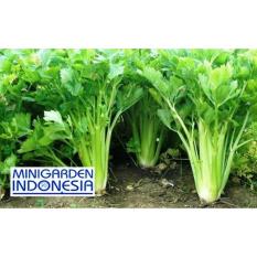 100 Benih Seledri Summer bibit tanaman sayur sayuran hidroponik