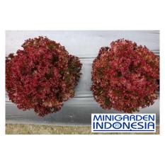 100 benih selada merah salad olga red bibit tanaman sayur sayuran hidroponik