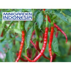 100 Bibit Benih Tanaman Sayur Cabai Cabe Keriting Hellboy