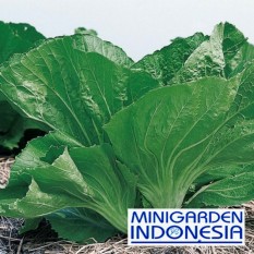 100 Benih Sawi Pahit Morakot Biji bibit Tanaman Sayuran Hidroponik