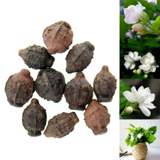 10pcs Gardenia Jasmine Jasminiodes White Shrub Aromatic Fragrance
Flower Seeds