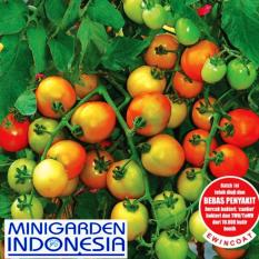 15 Bibit Benih Tanaman Tomat Hibrida Tymoti F1