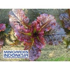 150 Benih Selada merah salad Kayla Red F1 bibit tanaman sayuran hidroponik import