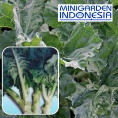150 Benih Kailan Baby Nova F1 bibit tanaman sayur sayuran hidroponik