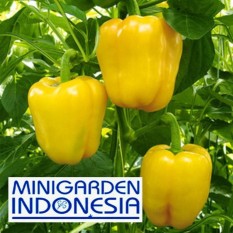 2 Benih Paprika Kuning Yellow Star F1 bibit tanaman sayur sayuran cabe cabai