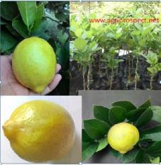 Bibit Jeruk Lemon Kuning per paket 20 bibit