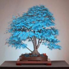 20 Bonsai Blue Maple Bibit Pohon Bonsai Biji Pohon. Langka Jepang Sky Blue Maple Biji Balkon Tanaman untuk Home Garden