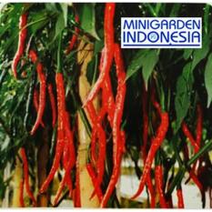 25 Benih Bibit Cabe Cabai Keriting Lentur F1