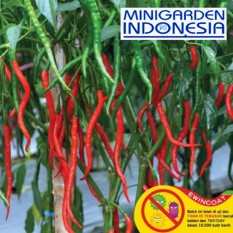 25 Benih Cabai Merah Keriting Laba F1 Tahan Kering bibit tanaman sayur sayuran