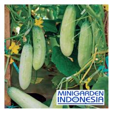 25 Benih Bibit Sayur TImun Mentimun Vanesa F1 Panah Merah