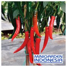 25 Benih Cabe F1 Pedas Hot Chili bibit tanaman sayur sayuran Cabai Merah Besar