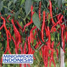 25 Benih Cabai Keriting Moncer F1 bibit tanaman sayur sayuran cabe
