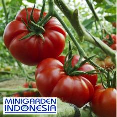 25 Benih Tomat keriting Mawar Rewako F1 Bibit Tanaman sayur sayuran / buah