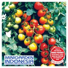 25 Benih Tomat Hibrida Permata F1 Bibit Tanaman sayur sayuran / buah