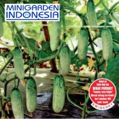 25 Biji Benih Bibit Tanaman Sayur Mentimun Timun Baby F1