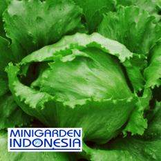 250 Benih Selada Hijau Head Lettuce bibit tanaman sayuran hidroponik