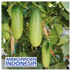 30 Biji Benih Bibit Tanaman Sayur Sayuran Timun Mentimun Panda