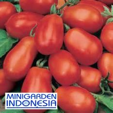 5 Benih Tomat Roma VF F1 fothergills bibit tanaman buah / sayur sayuran