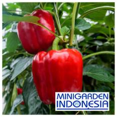 5 Benih Paprika merah Red Star F1 bibit tanaman sayur sayuran cabai cabe