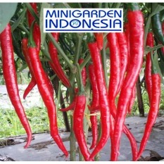 50 Bibit Benih Tanaman Sayur Cabai Cabe Besar Landung