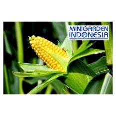 50 Bibit Benih Tanaman Sayur Jagung Manis Bimo