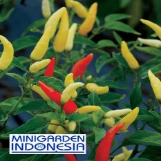 50 Benih Cabai Rawit putih Taruna F1 bibit tanaman sayur sayuran cabe