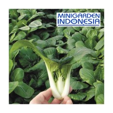 50 benih sawi sendok pak choi bibit tanaman sayuran hidroponik pak choy