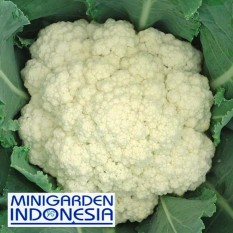 50 Benih Kembang Kol Dataran Rendah bibit tanaman sayur Sayuran hidroponik