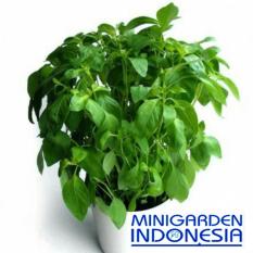 500 benih kemangi daun bibit sayur sayuran hidroponik