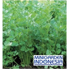 500 Benih Seledri Amigo F1 bibit tanaman sayur Sayuran hidroponik