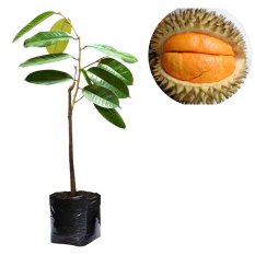 Alamanda - Bibit Buah Durian Simas - Tinggi 50cm