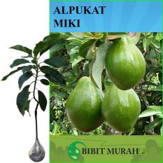 Alpukat Miki