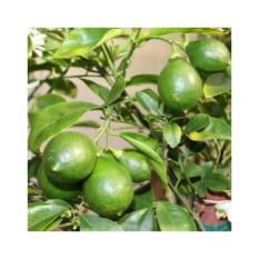 Amefurashi 20 Benih / Bibit / Biji Buah Lemon Lokal
