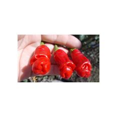 Amefurashi 10 Benih / Bibit/ Biji Cabe Porno Red Peter Pepper Ornamental
