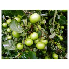 Amefurashi Benih Bibit Buah Apel Hijau Manalagi European Crab Apple Fruit