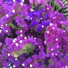 Amefurashi Benih / BIbit / Seed Bunga Potong Statice Limonium Sea Pink Lavender