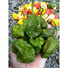 Amefurashi Benih / Bibit / Seed Cabe Big Mama Mustard Hot Pepper Super Spicy