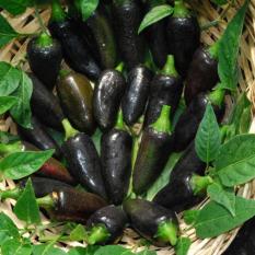 Amefurashi Benih / BIbit / Seed Cabe HItam Unik Black Hungarian Pepper