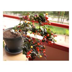 Amefurashi Benih / Bibit / Seed Cabe Pelangi Bolivian Rainbow Ornamental Pepper