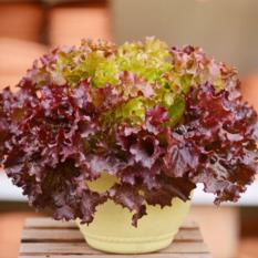Amefurashi Benih / Bibit / Seed Sayur Selada Merah Red Lettuce Cocok Untuk Lalap