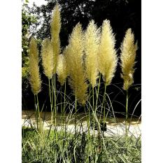Amefurashi Benih / BIbit / Seed Yellow Pampass Grass Ornamental Grass Rumput Unik
