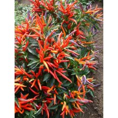 Amefurashi 10 Benih/Bibit/Seeds Garda Fireworks Pepper Cabe Rainbow Unik