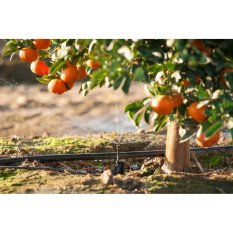Amefurashi Bibit / Benih / Biji Buah Jeruk Sunkist Orange Sweet and Fresh Fruit Seed