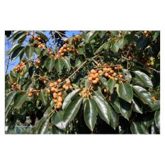 Amefurashi 6 Bibit Benih Buah Date Plum Persimmon Fruit