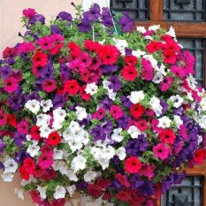 Amefurashi Bibit / Benih Bunga Petunia Flower Mix Cocok di Pot